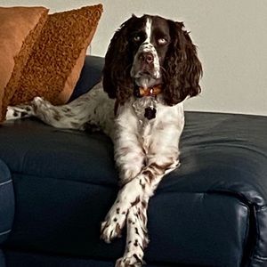 Hello, I’m Marvin the Dog.